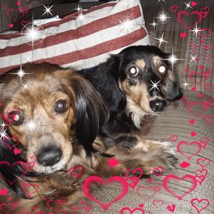 Meet your Posher, Bonnie